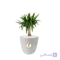گیاه طبیعی یوکا کوچک مدل GN12-16S