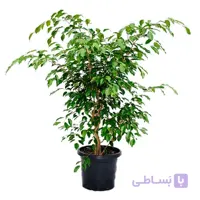 فیکوس بنجامین سطل نیم زباله