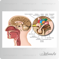 4761- آناتومی بدن – غده