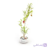 بونسای انار به همراه گلدان سفال | سایز کوچک