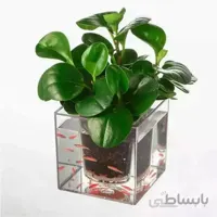 گلدان آکواریوم