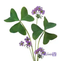 پیاز اکسالیس سبز ۱۰ عددی