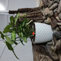 گل سینگنیوم ا Syngonium Podophyllum