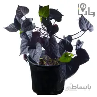 گیاه آپارتمانی ایپومیا Sweet potato