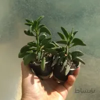 پپرومیا سبز