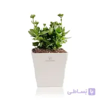 گیاه آپارتمانی کالانکوآ