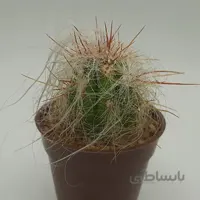 اورئو سرئوس بسیار خاص و کلکسیونی