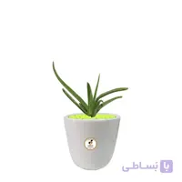 گیاه طبیعی آلوئه ورا کوچک گلباران