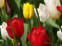 دانلود فایل ورد گونه های گیاهی ایران