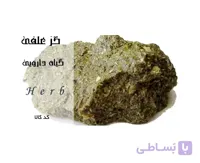 گز علفی