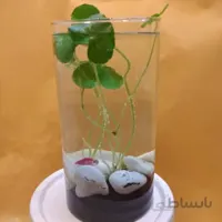 پلنتاریوم کوچک هیدروکوتیل