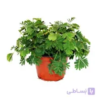 بذر گل قهر و آشتی