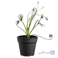 آلبوکا فر