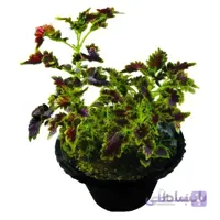 گیاه حسن یوسف سایز کوچک