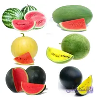 بذر هندوانه میکس