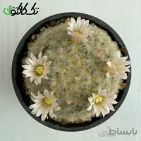 کاکتوس مامیلاریا پلاموزا CMP000730