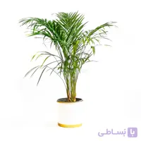 گیاه نخل شامادورا الگانس | سایز متوسط