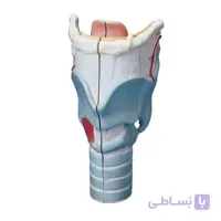 قیمت، خرید و مشخصات مولاژ حنجره