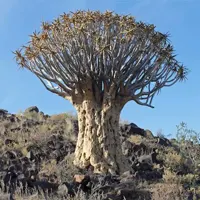 بذر درخت تیردان