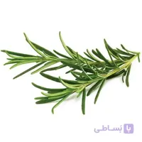 بذر رزماری