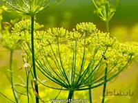 عسل رازیانه «مناسب بانوان»