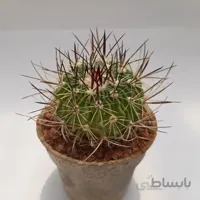 کاکتوس فوسالو تیغ وحشی کلکسیونی