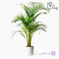 گیاه آپارتمانی نخل اریکا