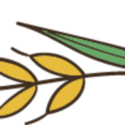 برنج سرای کعبی