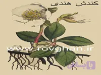روغن کندش سیاه سنتی اصل هندوستان