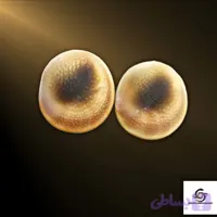 مهره مار پایتون اصلی دارای ضمانت نامه و شناسنامه معتبر
