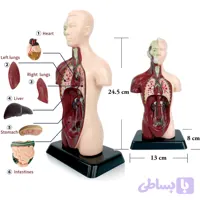 مولاژ بدن انسان مدل نیم تنه