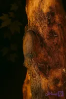 تنه نور افشان