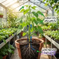 کود رشد گیاه