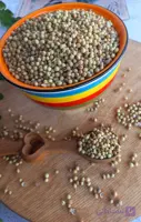 تخم گشنیز پاک شده/تازه بسته ۱۰۰گرم