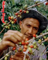 قهوه ویتنام تازه برشت مدیوم