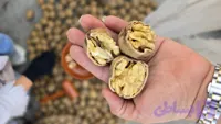 گردوی پوست کاغذی باغات ملایر یک کیلویی