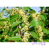 عسل طبیعی کنار - 850 گرم