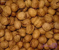 گردو باپوست {1کیلویی)گیلان
