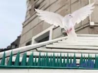 کبوتر پران پرنده پران فلزی 50cm سلامت سم