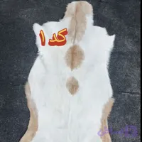 پوست بز دباغی شده درجه یک