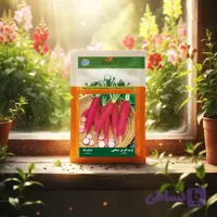 بذر ترب قرمز میخی خانگی دانل سید |مشخصات وخرید