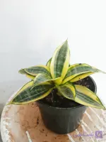 گل زیبای سانس ابلق پاکوتاه تنه قوی پربوته