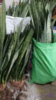 سانس سبز ریشه لخت بوته ای تنه درشت قد بالای۸۰