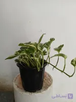 گل آپارتمانی پتوس ارتشی