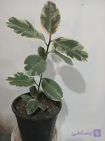 گل آپارتمانی فیکوس یاقوتی