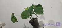 گل آپارتمانی سینگنیوم سبز