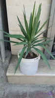 گل زیبای یوکا