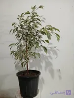 گل زیبای بنجامین ابلق