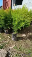 درخت زیبای لاوسون طلایی سایز سطل۴