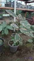 گل آپارتمانی فیکوس شرابی سایز بزرگ سطل۷